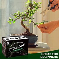 Kit d'arbre bonsaï avec outils complets de culture de plantes grandir en pot Kit de démarrage d'arbre bonsaï d'intérieur maison jardinage bricolage cadeau pour adulte