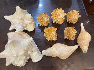 Seashell Premium Vietnam Ocean Material Perfect For <b>Souvenir</b> Decoration Packaging Jewelry And Creative Craft - Product Image 6