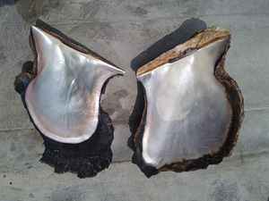 เปลือกหอยมุกสีดำธรรมชาติเหมาะสำหรับการใช้งานด้านเทคนิคเหมาะสำหรับการขายต่อโดยร้านจำหน่ายเปลือกหอย - Product Image 3