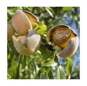 Aceite de Almendras Dulces de Alta Demanda - Venta al por Mayor en Grandes Cantidades para la Industria del Cuidado del Cabello, Lociones Corporales y Fabricación de Jabones - Product Image 5