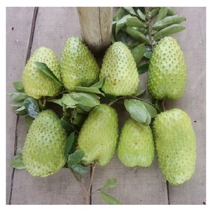 ผลไม้ทุเรียนเทศชั้นนำ - Product Image 2