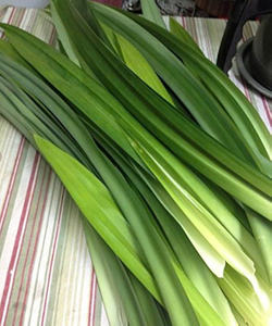 La elección inteligente: IQF Frozen Pandan rentable y aromático. - Product Image 1