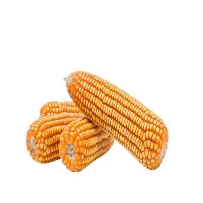 High-Grade Dried White Corn / African White Corn for Starch & Flour