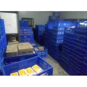 Customized Automatic Cold Rooms for Storage Hot Sale Potatoes, Fruits, and Vegetables in a cool storage room