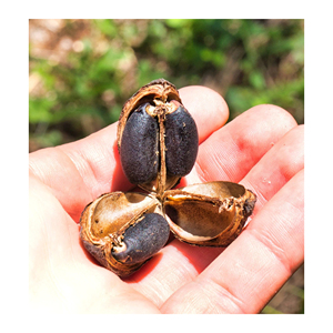 เมล็ด jatropha สำหรับหวายและไม้ไผ่ผลไม้แห้งสำหรับหวายสาน - Product Image 4