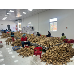 Gingembre frais épais et parfumé avec un goût épicé de racine juteuse et des huiles naturelles parfaites pour la cuisson des soupes, des vinaigrettes et des sautés - Product Image 1