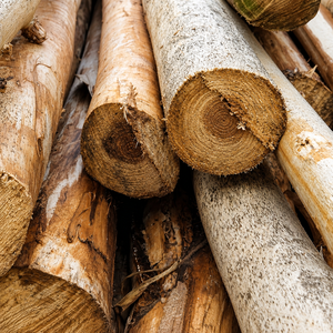 Poteaux ronds en bois dur d'eucalyptus, longueur 6m, diamètre 10cm+, brun naturel, pour la construction et l'agriculture - Product Image 1