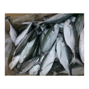 Premium quality <b>frozen</b> Pacific mackerel available for bulk supply with fast delivery - Product Image 5