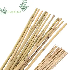 Tongkat bambu lukis/tongkat bambu/tongkat tanaman bambu dengan warna kustom dan kualitas tinggi dari Eco2go Vietnam
