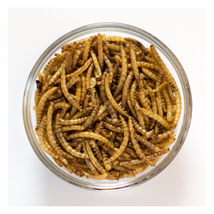 PET <span class=keywords><strong>FOOD</strong></span> Secas Black Soldier Fly Larvas Secas Mealworm <span class=keywords><strong>High</strong></span>-<span class=keywords><strong>Protein</strong></span> Chicken, Reptile, and <span class=keywords><strong>Bird</strong></span> Treats - Product Image 6
