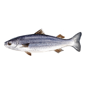 Compre Pescado Mullet Gris Congelado al Mejor Precio - Product Image 4