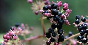 Huile essentielle de spikenard de qualité pure, prix de gros, 100% pure, huile essentielle de spikenard de haute qualité, meilleure huile de spikenard, INDE - Product Image 2