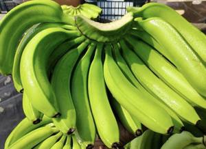 กล้วยควีนเวนดิช - กล้วยสดเวียดนามเพื่อการส่งออก - Product Image 6