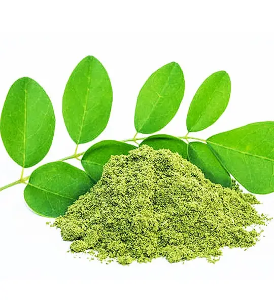 Extracto de hierbas secas de la mejor calidad 100% puro polvo de extracto de hoja de Moringa a precio barato de la India