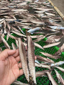 ปลาแมคเคอเรลแห้งไร้กระดูก ไม่มีทราย เกลือน้อย ขายส่งจากเวียดนาม ปลาสกัดแห้งทั้งตัว น้ำหนัก 10 กิโลกรัม คุณภาพส่งออก ANGLE - Product Image 2