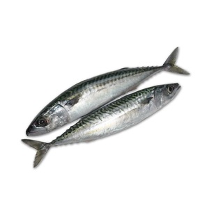 Mejor Precio Mayorista de Pescado Congelado: Caballa Española Entera Disponible - Product Image 4