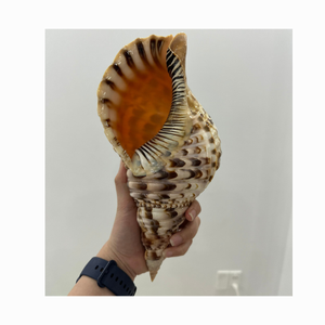 Natural enorme 40cm arriba trompeta Triton amonita decoración-Concha de Caracol de gran tamaño para decoración-conchas marinas pulidas a granel para artesanía - Product Image 1