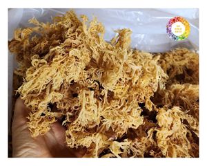 Premier fournisseur d'algues Cottoni de qualité d'exportation du Vietnam Eucheuma Seamoss pour l'industrie alimentaire et les applications cosmétiques - Product Image 3