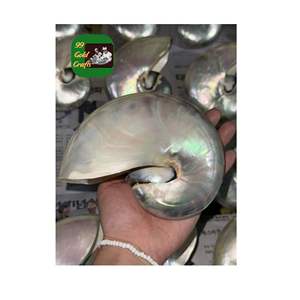 งานหัตถกรรมเปลือกหอยขนาดใหญ่ที่มีหรือไม่มีความเงางามสำหรับการตกแต่งงานศิลปะอุปกรณ์ตกแต่งบ้านจากเวียดนาม - Product Image 2