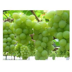 Raisins blancs sans pépins, fruits frais biologiques à prix avantageux, stock en vrac avec livraison rapide, qualité A - Product Image 6