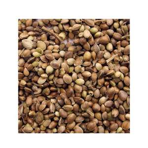 Semillas de Cáñamo de Doble Lengua con Alto Contenido de Proteína para Alimentos y Aceite, Exportación a Granel desde India, 12 Meses de Vida Útil - Product Image 4