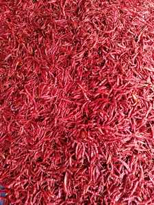Piment rouge séché AD en vrac - Piment Guntur très fort avec tige - Qualité d'exportation indienne supérieure - Assaisonnement épicé pour usage alimentaire - Product Image 6