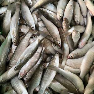 Mulet argenté entier congelé du Vietnam IQF/BQF Durée de conservation de 24 mois Approvisionnement stable Emballage en vrac Acheteurs en gros - Product Image 5