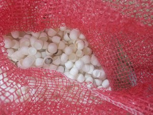 <b>Silk</b> Cotton for Modern Minimalist Styles High Quality <b>Silk</b> Cotton for Exporters - Product Image 2