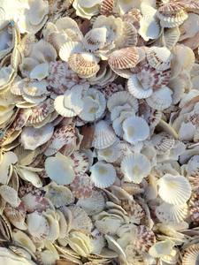 Conchas de Vieira en Muchos Hermosos Colores, Disponibles al por Mayor, Listas para Enviar a Precio Económico - Product Image 5