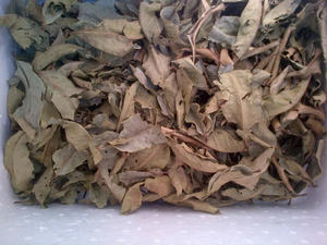 HOJAS DE NERVOSUM DE SYZYGIUM SECAS NATURALES/CALIDAD PREMIUM/LISTO PARA USAR PARA EXPORTAR TÉ DE HIERBAS - Product Image 3