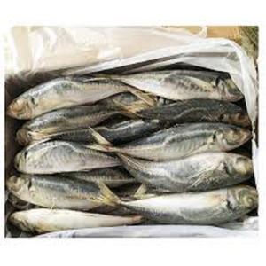 Caballa congelada a granel, pescado entero al por mayor. - Product Image 1