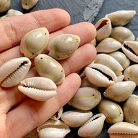 Coquille de cauri naturelle vide jaune et blanc, en vrac, prêt à être expédié, prix bas