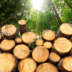 Productos duraderos de madera de pino, arena para gatos sin polvo, tablero de madera maciza, viga de pino y madera para construcción - Product Image 4