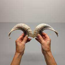 Cuerno de shofar de carnero natural y forma natural, tamaño personalizado, precio barato, cuerno de carnero natural para el Cuerno de oveja más vendido - Product Image 2