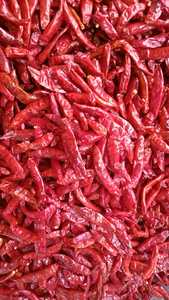 Piments Guntur 100% purs, de haute qualité, séchés à l'air, épices de piment Byadgi certifiées Jas, traitement brut, goût épicé - Product Image 4