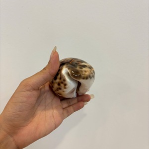 Decorative Vietnam SeaShell Ocean Raw Material for <b>Curtain</b> Beads Hanging <b>Wall</b> Art and Handmade Craft <b>Accessories</b> - Product Image 3