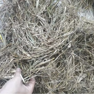 Polvo de Hierba de Ganso Sin Aditivos del Fabricante, Grado A, Polvo de Hierba de Ganso Paragis, 7.05 oz ANGLE - Product Image 3