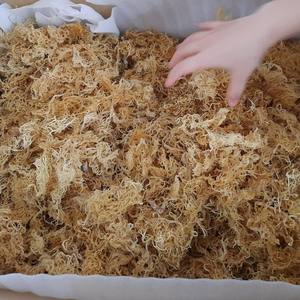 Algues marines séchées du Vietnam de qualité supérieure, Eucheuma Cottonii, algues irlandaises violettes dorées, Spinosum, cueillies à la main, en vrac, étiquette personnalisée - Product Image 5