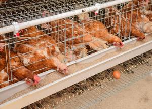 Commercio di Garanzia Della Moderna Coops Gallina di Pollo Casa - Product Image 5