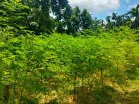 100% Bubuk Daun Moringa Hijau Murni, Umur Simpan 2 Tahun, Penyimpanan Suhu Ruangan