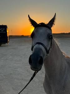 Harnais de spectacle en cuir de qualité supérieure pour chevaux |   Accessoires en acier inoxydable réglables faits à la main |   Durable, confortable, toutes tailles, personnalisable - Product Image 6