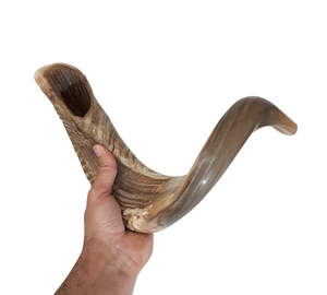 SHOFAR véritable klaxon de béliers embouchure lisse pour klaxon de soufflage naturel facile - Product Image 1