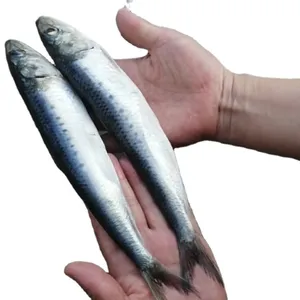 Cuka Beku Thailand Kelas Atas Fillet Ikan Sarden Segar dengan Grosir Ikan Laut Pasokan Sarden Beku Segar Sarden Beku