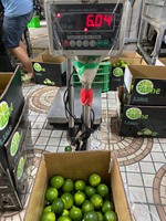 Citron vert frais sans pépins naturel de qualité supérieure du Vietnam-Normes internationales Bon pour la santé Citron Type ANNA DO