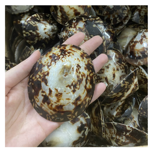 Conchas de lapas pulidas de VIETNAM para artesanía/Recuerdo/artículos decorativos precio barato - Product Image 2