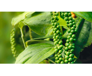 Pimiento Verde, Especia Hecha de Granos de Pimienta Frescos, 100% Natural, Hecho en Vietnam - Product Image 2