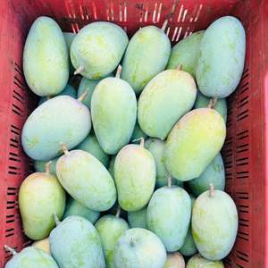 Mango Orgánico Puro y Natural de Grado AA 100% a Granel - Product Image 2