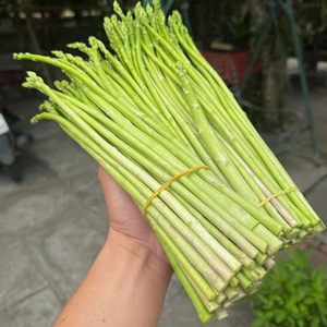 2025มีหน่อไม้ฝรั่งสีเขียวมาตรฐานส่งออกการเก็บเกี่ยวสด - Product Image 6
