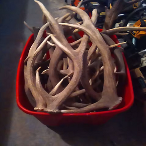 Cornes de bœuf rouges naturelles de haute qualité pour animaux de compagnie, artisanat et décoration, longue durée de conservation - Product Image 3