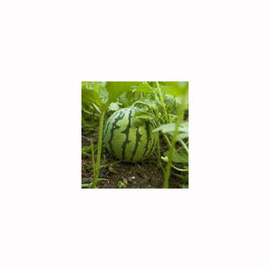 Sandía orgánica de alta calidad cultivada en granja, fruta dulce y jugosa para exportación, compradores mayoristas, mercados globales - Product Image 1